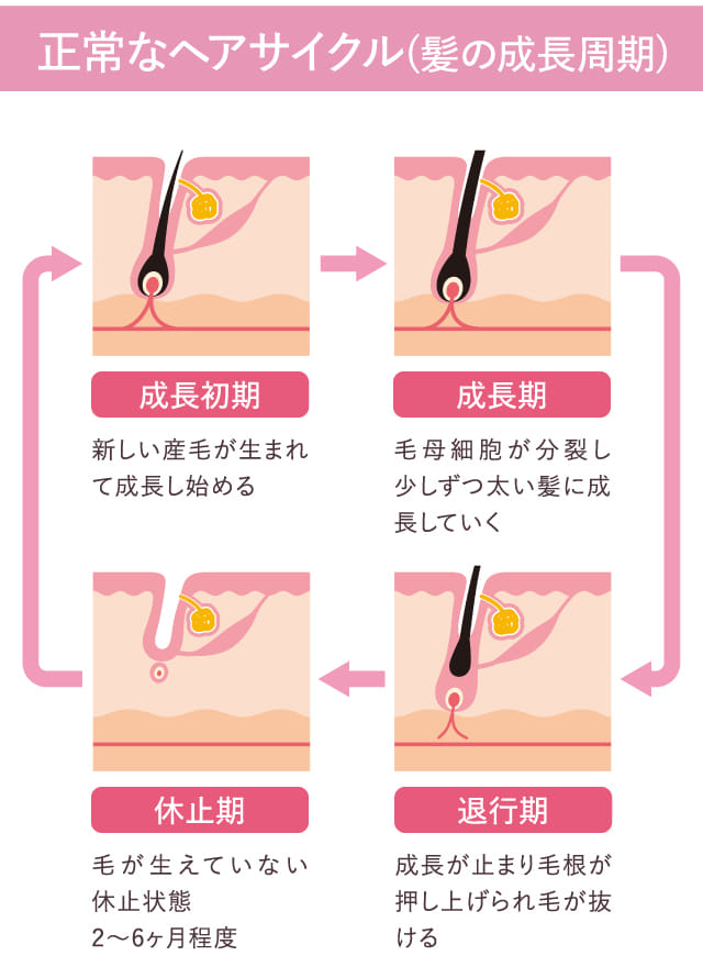 正常なヘアサイクル（髪の成長周期）